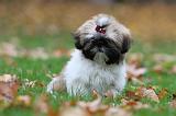 SHIH TZU 122